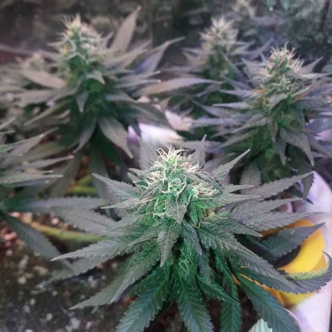 Красотка growlog timeline photo