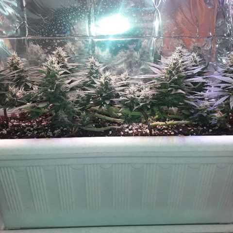 Красотка growlog timeline photo