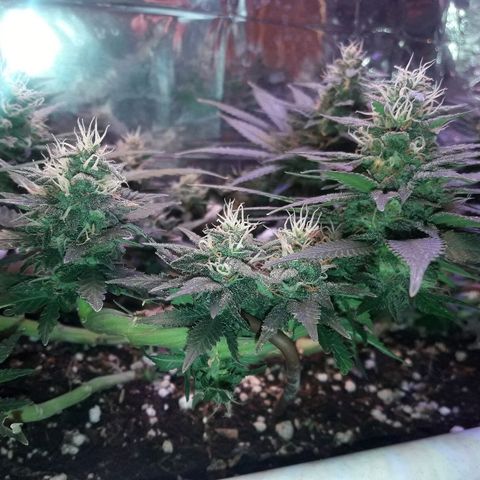 Красотка growlog timeline photo