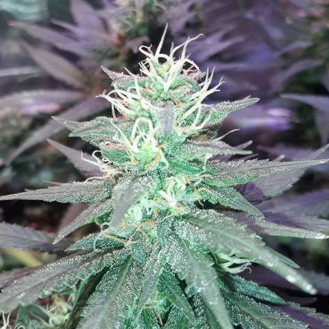 Красотка growlog timeline photo