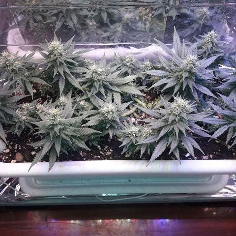 Красотка growlog timeline photo