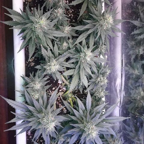 Красотка growlog timeline photo