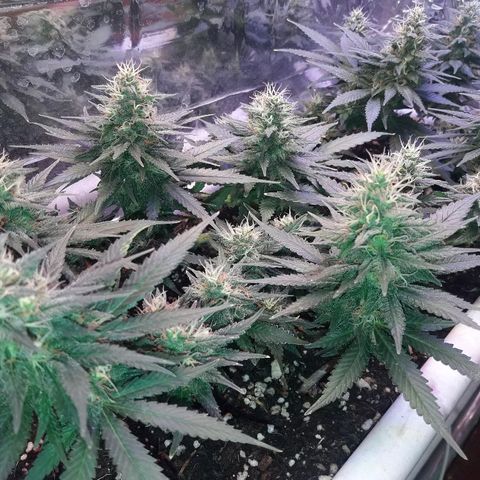 Красотка growlog timeline photo