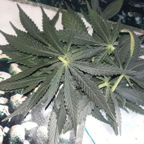 Красотка growlog timeline photo