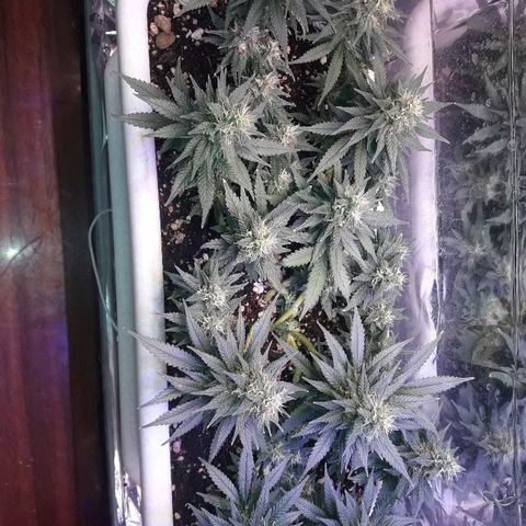 Красотка growlog timeline photo