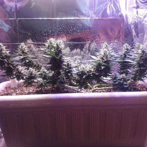Красотка growlog timeline photo