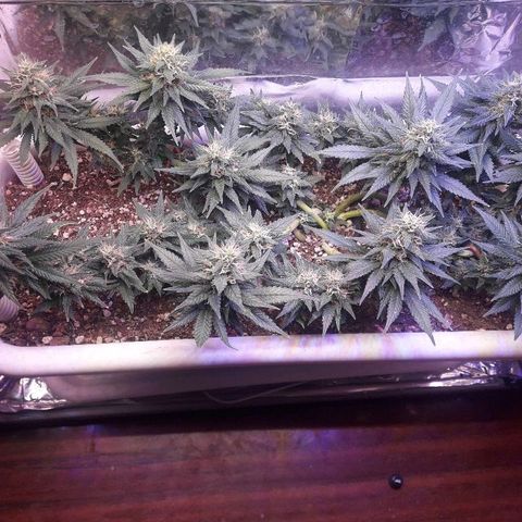 Красотка growlog timeline photo