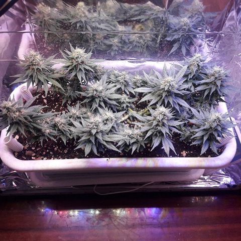 Красотка growlog timeline photo