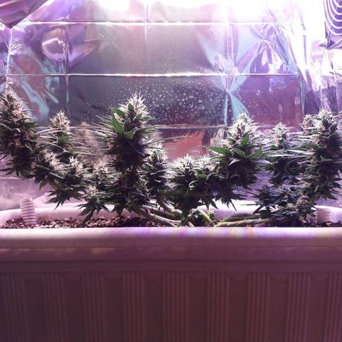 Красотка growlog timeline photo