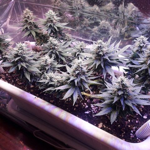 Красотка growlog timeline photo