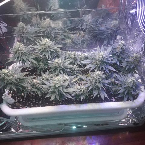 Красотка growlog timeline photo