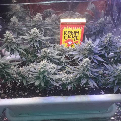 Красотка growlog timeline photo