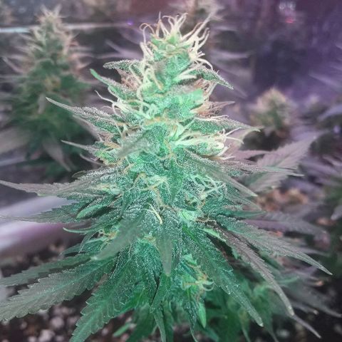 Красотка growlog timeline photo