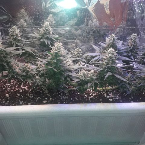 Красотка growlog timeline photo