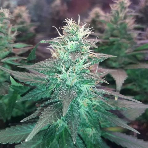 Красотка growlog timeline photo