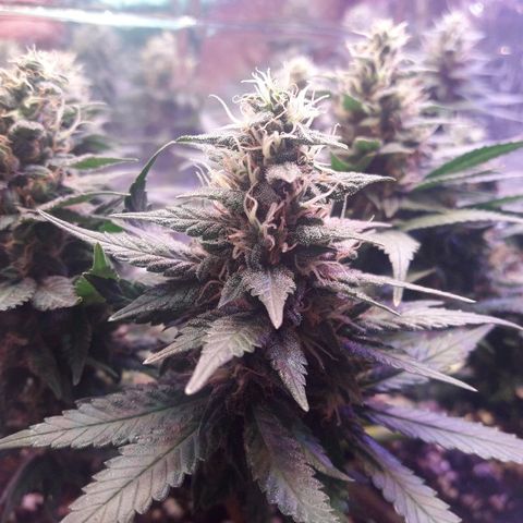Красотка growlog timeline photo