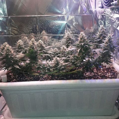Красотка growlog timeline photo