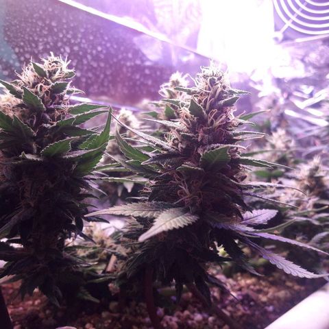 Красотка growlog timeline photo
