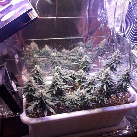 Красотка growlog timeline photo