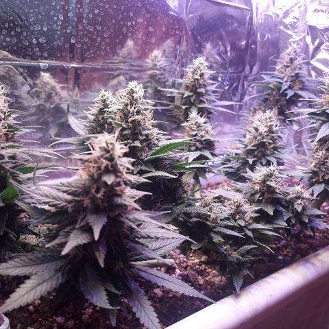 Красотка growlog timeline photo