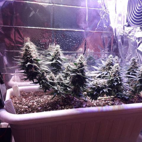 Красотка growlog timeline photo