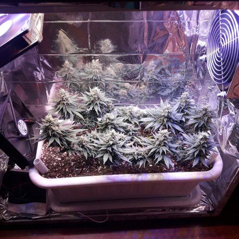 Красотка growlog timeline photo