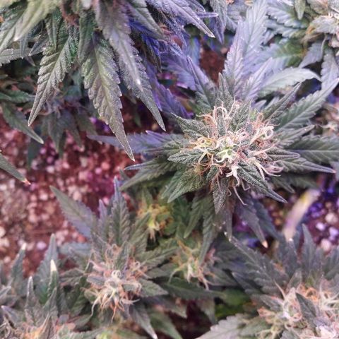 Красотка growlog timeline photo