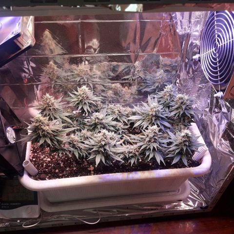 Красотка growlog timeline photo