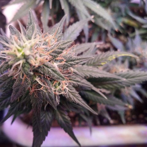 Красотка growlog timeline photo