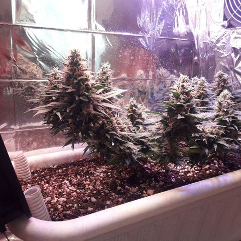 Красотка growlog timeline photo