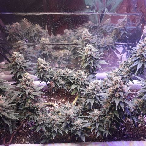 Красотка growlog timeline photo