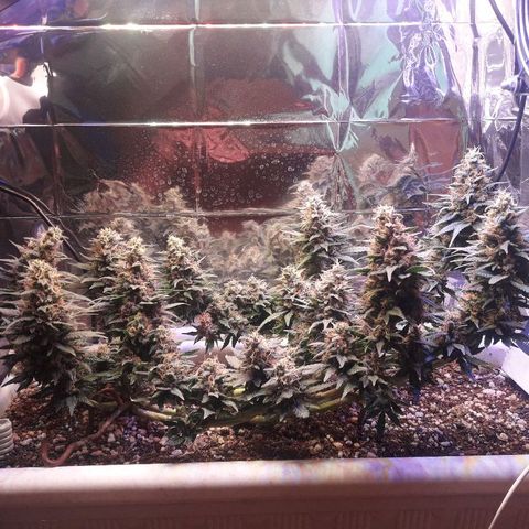 Красотка growlog timeline photo