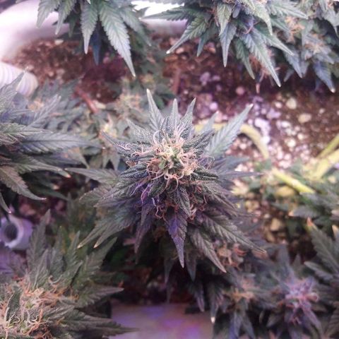 Красотка growlog timeline photo