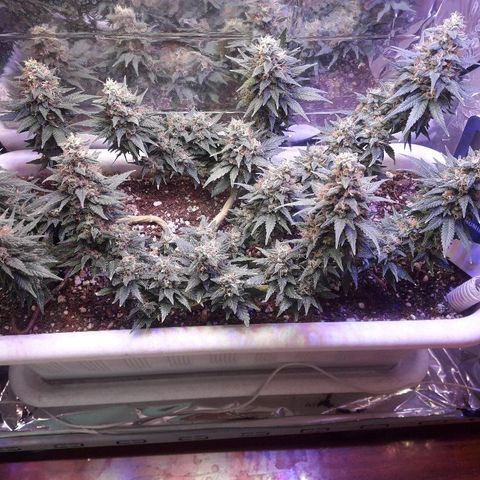 Красотка growlog timeline photo