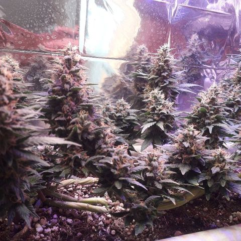 Красотка growlog timeline photo