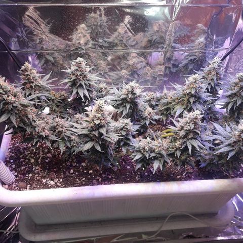 Красотка growlog timeline photo