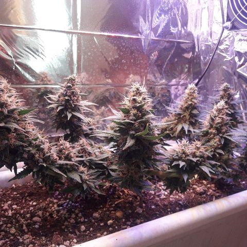 Красотка growlog timeline photo
