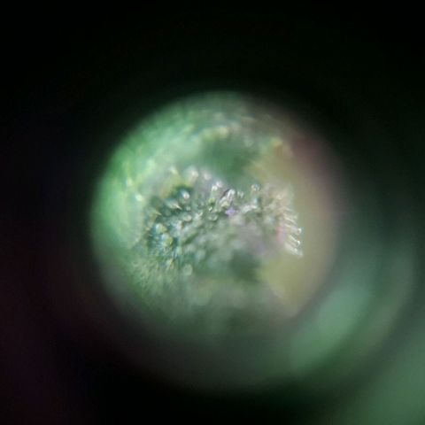 Красотка growlog timeline photo