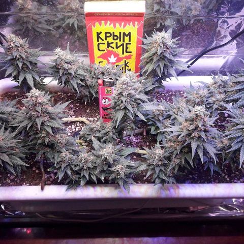Красотка growlog timeline photo