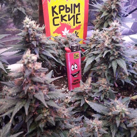Красотка growlog timeline photo