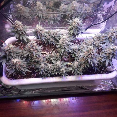 Красотка growlog timeline photo