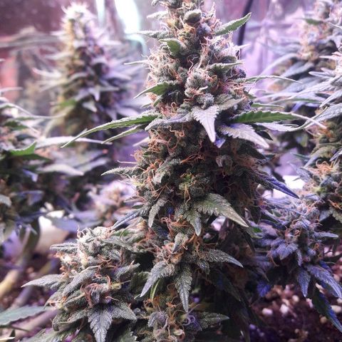 Красотка growlog timeline photo
