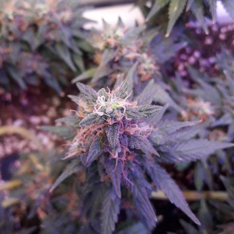 Красотка growlog timeline photo