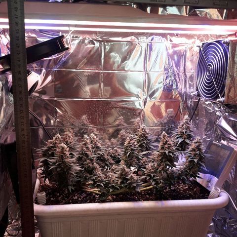Красотка growlog timeline photo