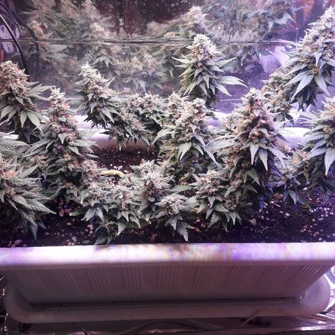 Красотка growlog timeline photo