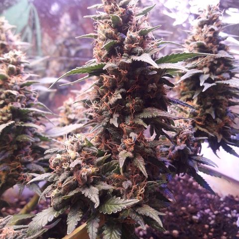 Красотка growlog timeline photo