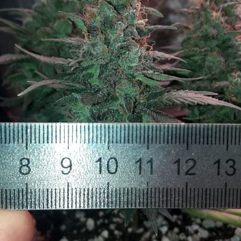 Красотка growlog timeline photo