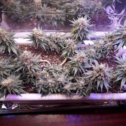 Красотка growlog timeline photo