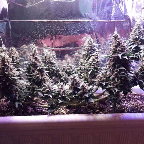 Красотка growlog timeline photo