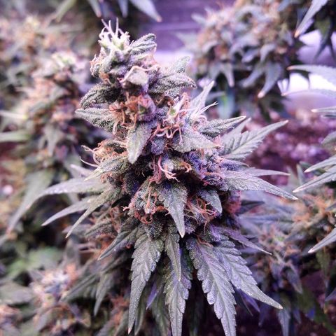 Красотка growlog timeline photo